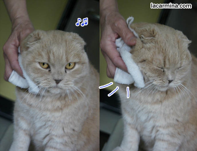 how to clean a cat