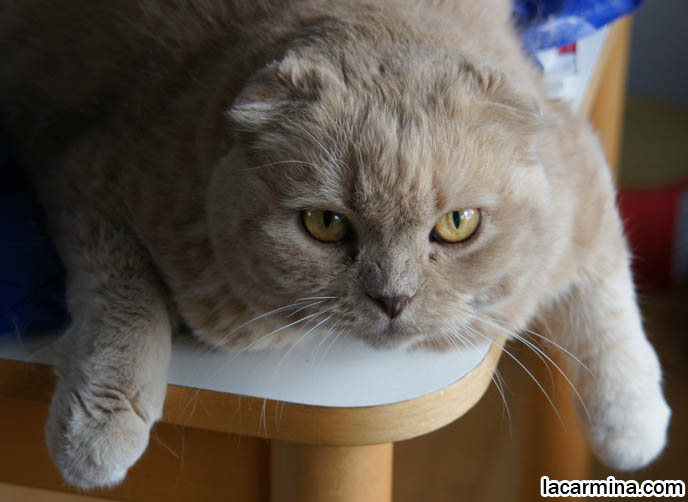  Scottish Fold cat in the world, Basil Farrow! Scottish Folds, kittens