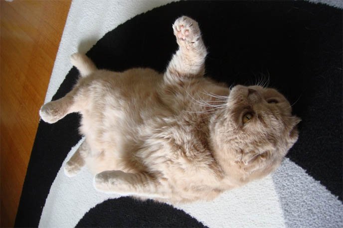 CAT TUMMY RUB SCOTTISH FOLD LYING UPSIDEDOWN STOMACH IN AIR