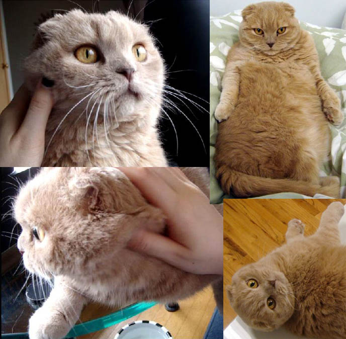 funny fat cat faces