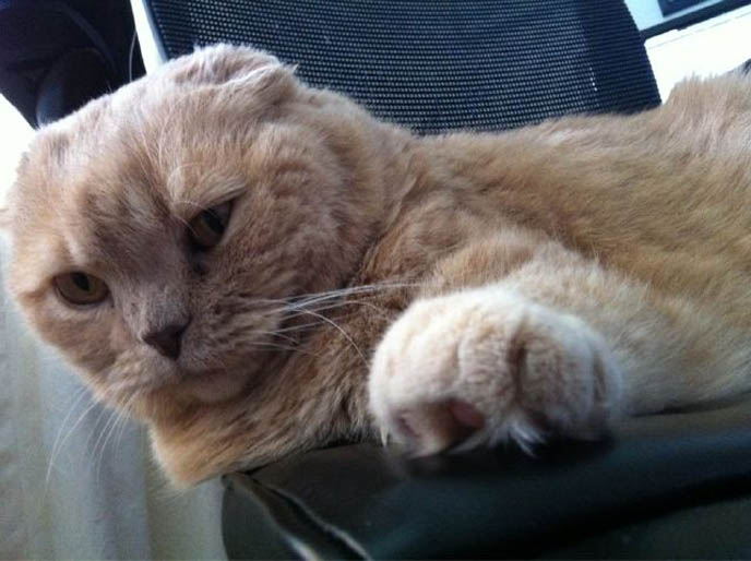 Cutest Scottish Fold cat in the world: Basil Farrow! Cute cats ever ...