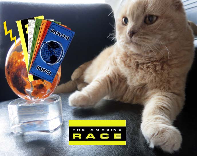 amazing race canada, amazing race casting, ctv amazing race, canadians amazing race, apply amazing race canada, competitors, submit video, packing tips, packing list, scottish fold cat, cutest cat ever, cutest cat in the world, designer sportswear, amazing race packing guide